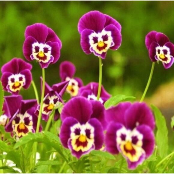 Puma Womens Shoes Size 4.5 Purple Yellow Athletic Running Webtech Web Cage - Picture 5 of 5